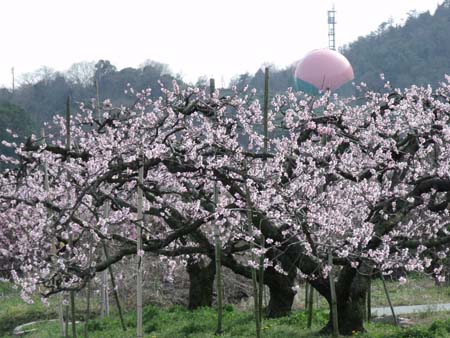 桃とモモタンク02.jpg
