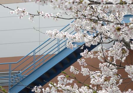 桜と階段.jpg