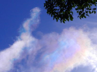 榎木と彩雲.jpg