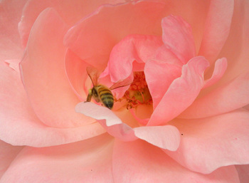 ミツバチと薔薇01.jpg