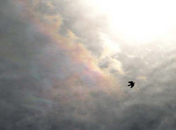 彩雲と鳩.jpg