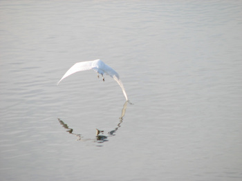 白鷺の飛翔001.jpg