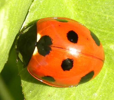 Ladybug02.jpg